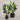 Desginers Collection-Artificial Strelitzia With Pot-Bloomr