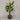 Desginers Collection-Artificial Travelers Palm with Pot-Bloomr