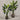 Desginers Collection-Artificial Travelers Palm with Pot-Bloomr