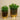 Floral Arrangement-Artificial Potted Succulent-Bloomr