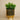 Floral Arrangement-Artificial Potted Succulent-Bloomr