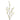 Flowers-Anisodentia-Bloomr