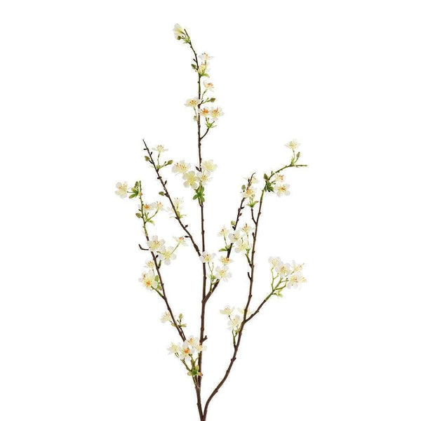 Anisodentia - Bloomr