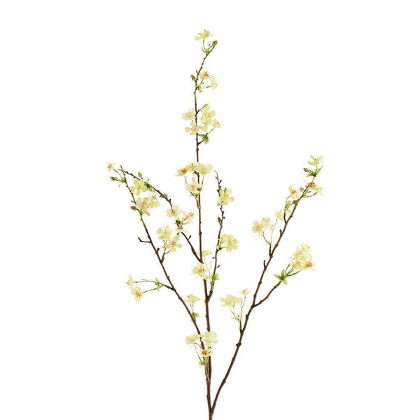 Anisodentia - Bloomr