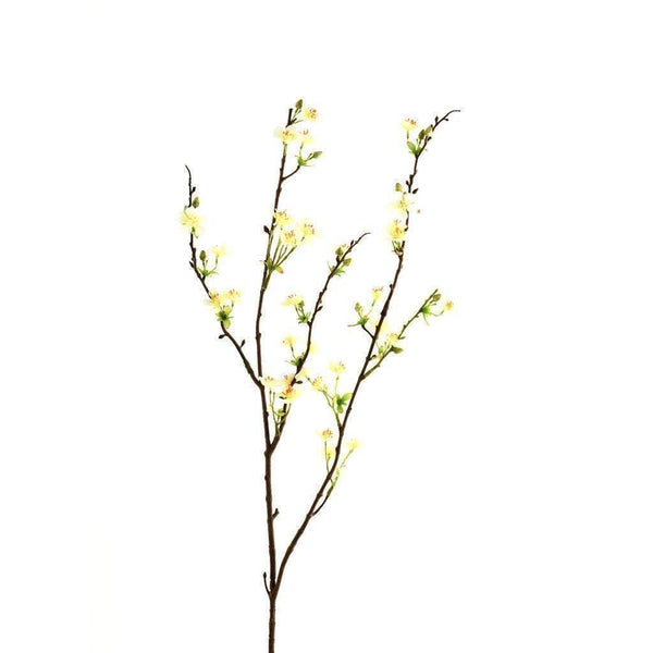 Anisodentia - Bloomr