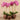 Flowers-Artificial Orchid Arrangement-Bloomr