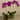 Flowers-Artificial Orchid Arrangement-Bloomr