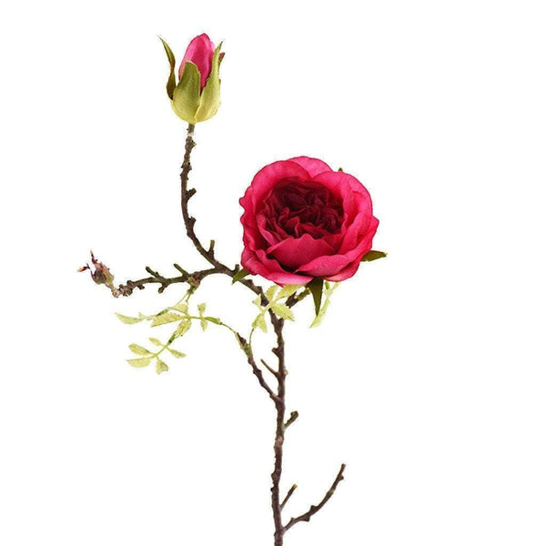 Cabbage Rose - Bloomr