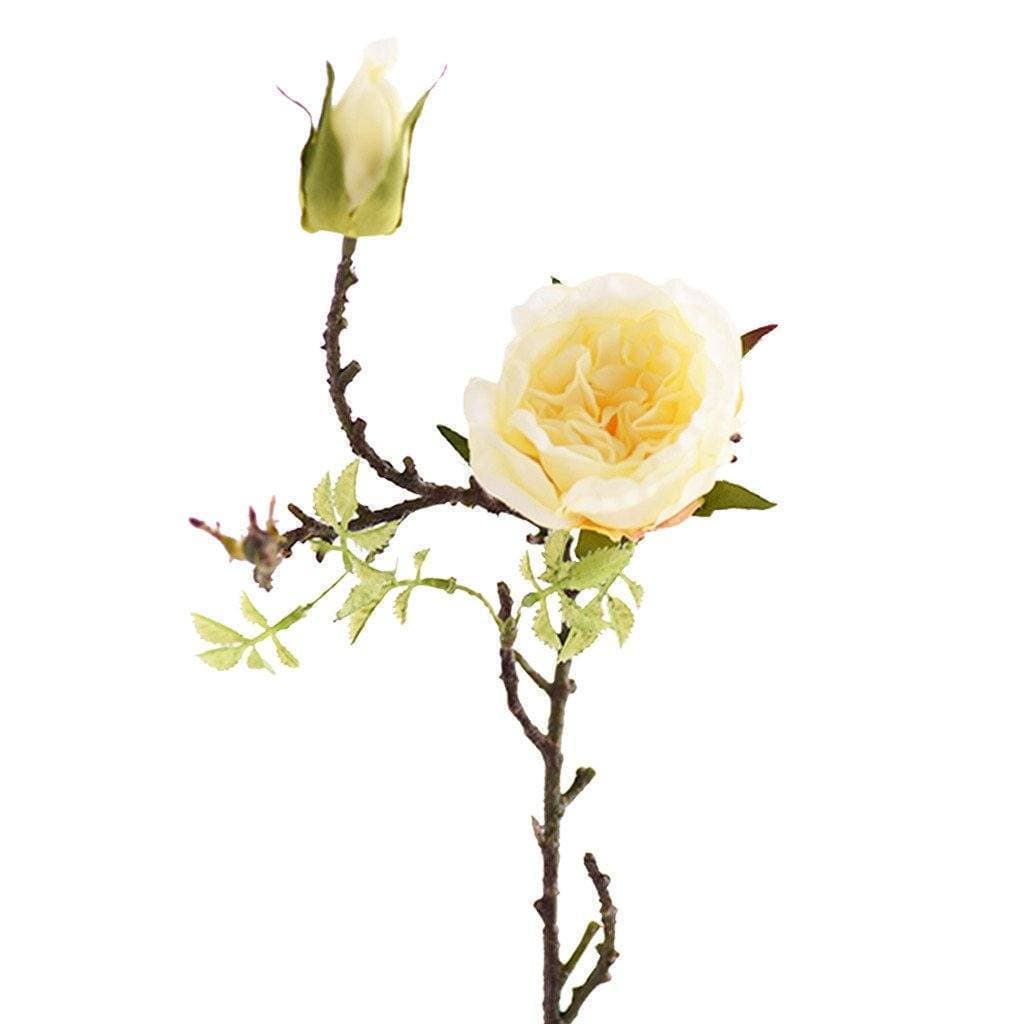 Cabbage Rose - Bloomr