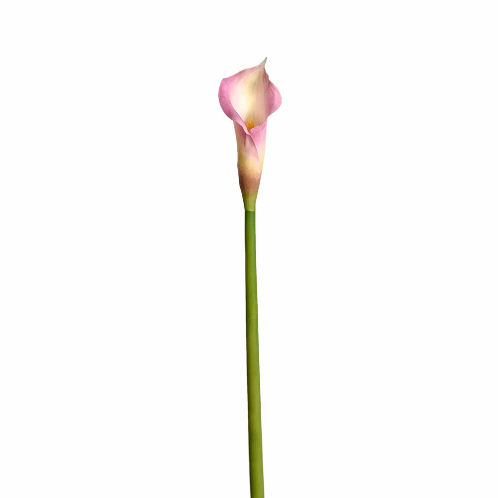 Calla - Bloomr