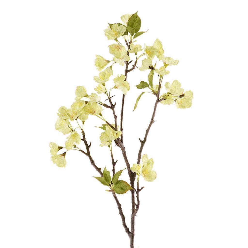 Cherry Blossom - Bloomr