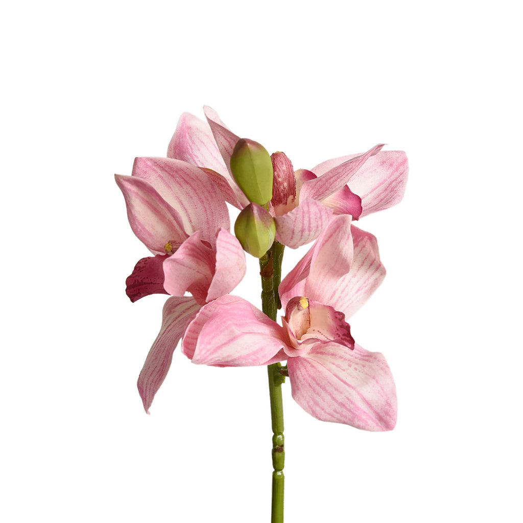 Cymbidium - Bloomr