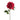 Flowers-Dahlia-Bloomr