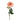 Flowers-English Rose-Bloomr