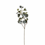 Eucalyptus - Bloomr