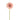 Flowers-Gerbera Daisy-Bloomr