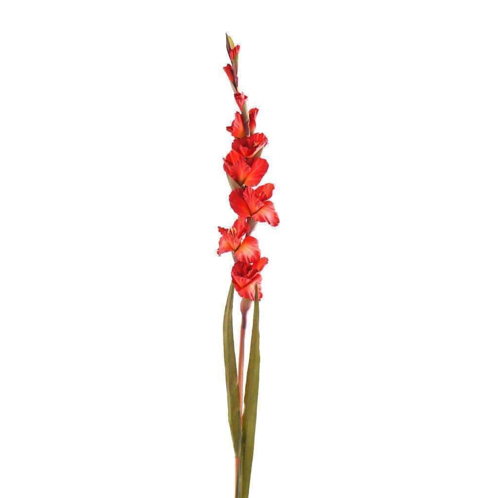 Gladiola - Bloomr