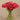 Floral Arrangement-Artificial Ranunculus in Glass Vase-Bloomr