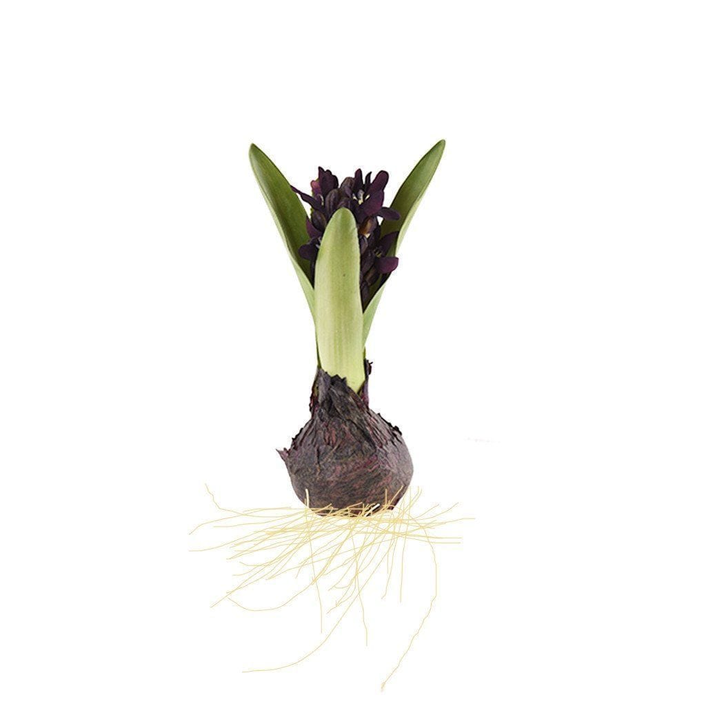 Hyacinth with Bulb - Bloomr