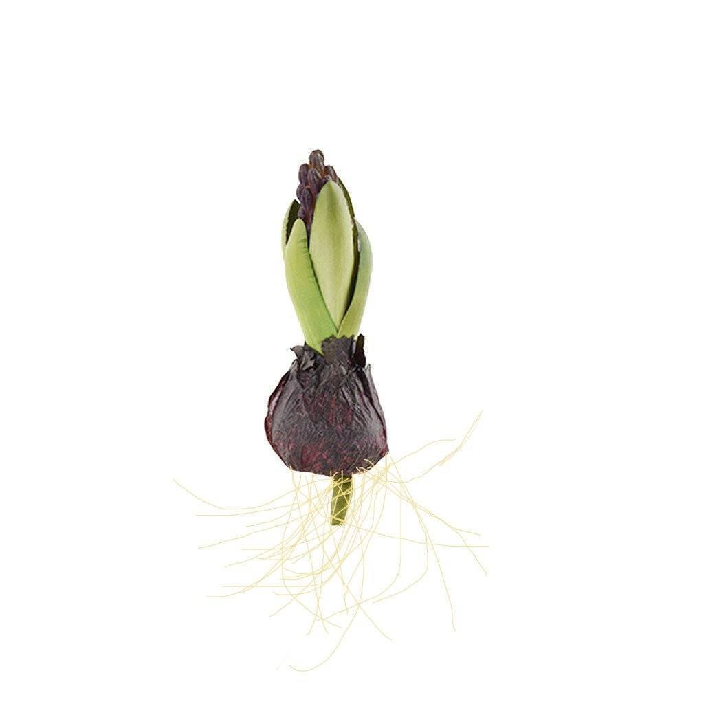 Hyacinth with Bulb - Bloomr