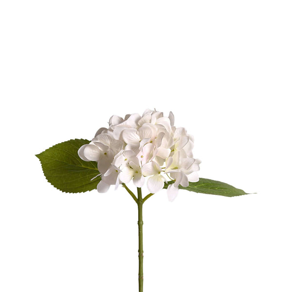 Hydrangea - Bloomr