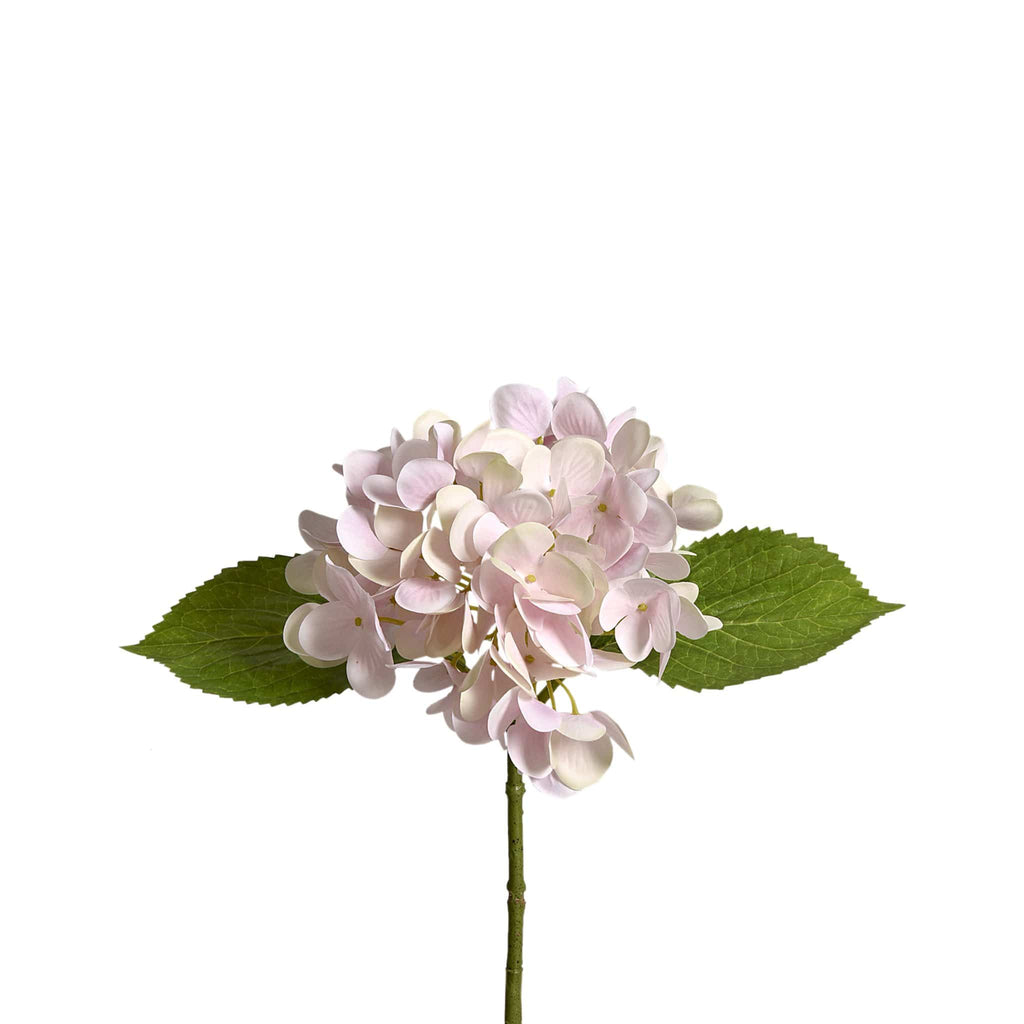 Hydrangea - Bloomr