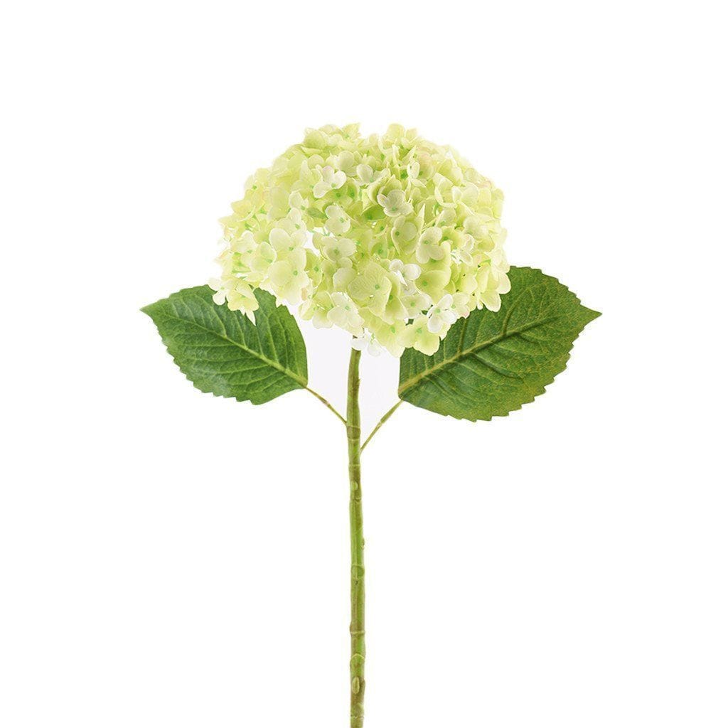 Hydrangea - Bloomr