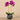 Flowers-Artificial Orchid Arrangement-Bloomr