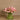 Flowers-Artificial Calla Lilly in Glass Vase-Bloomr