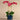 Flowers-Placid Orchid Arrangement-Bloomr