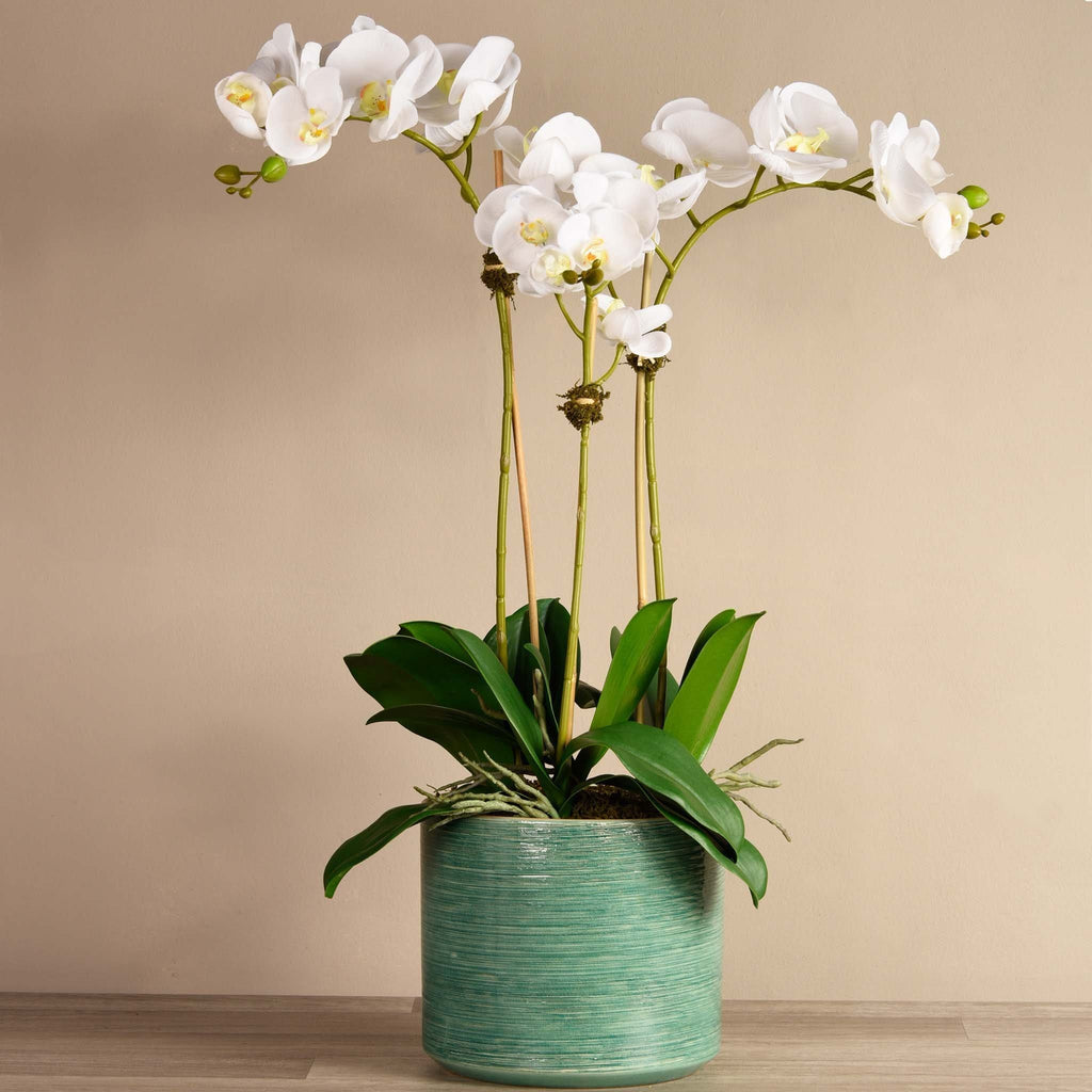 Placid Orchid Arrangement - Bloomr