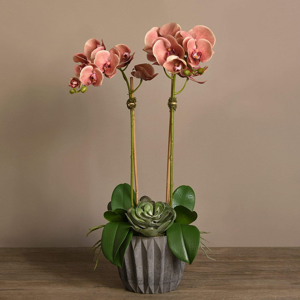 Modern Orchid Arrangement - Bloomr