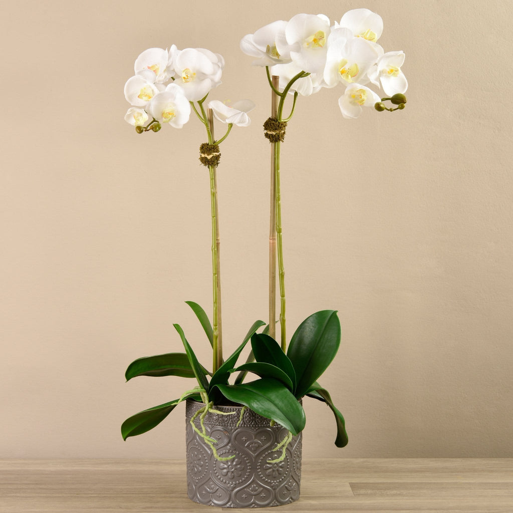 Orchid Arrangement in Ceramic Vase - Bloomr