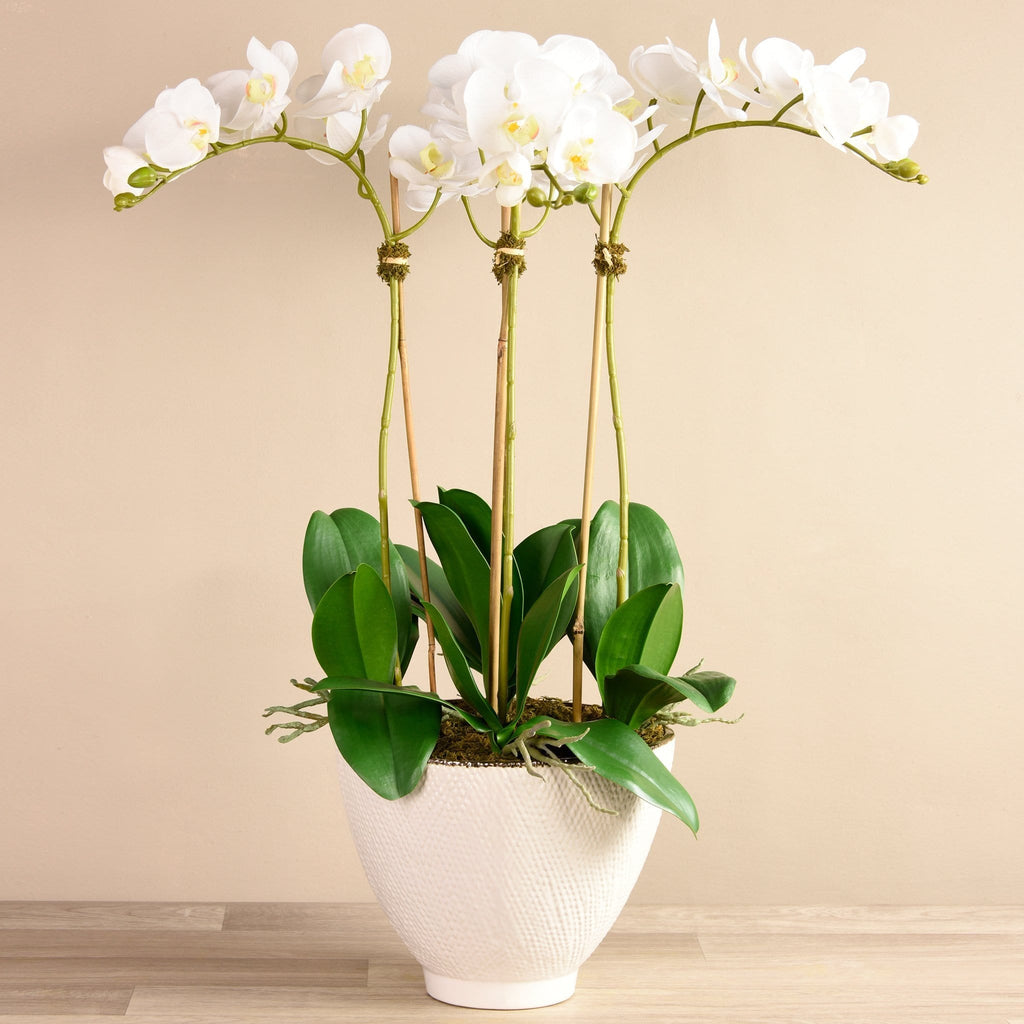 Rustic Orchid Arrangement - Bloomr