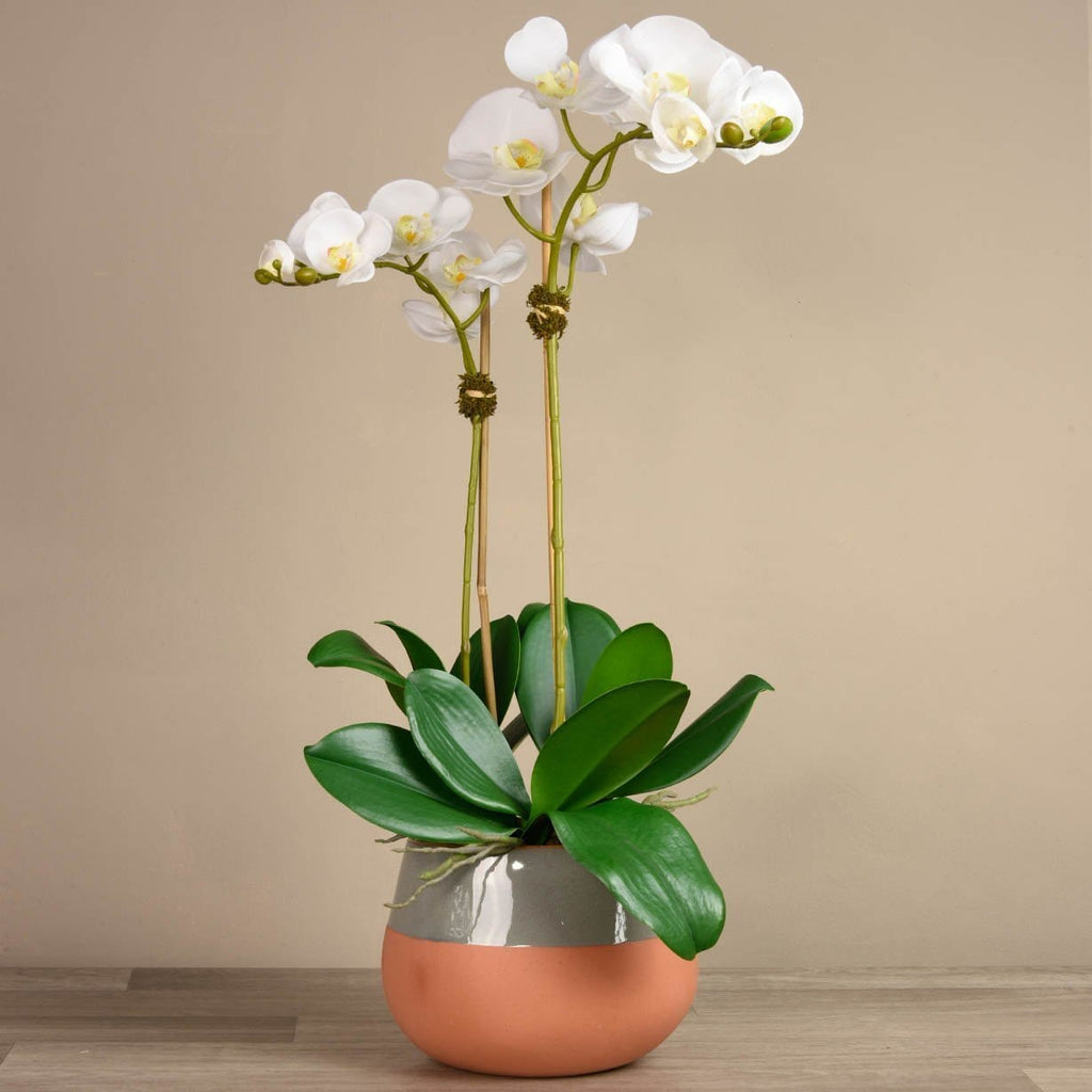 Santa Fe Orchid Arrangement - Bloomr