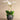 Flowers-Stella Orchid Arrangement-Bloomr