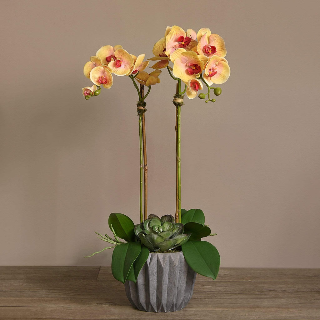 Modern Orchid Arrangement - Bloomr