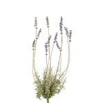 Lavender - Bloomr