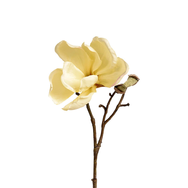 Magnolia - Bloomr