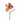 Flowers-Magnolia-Bloomr