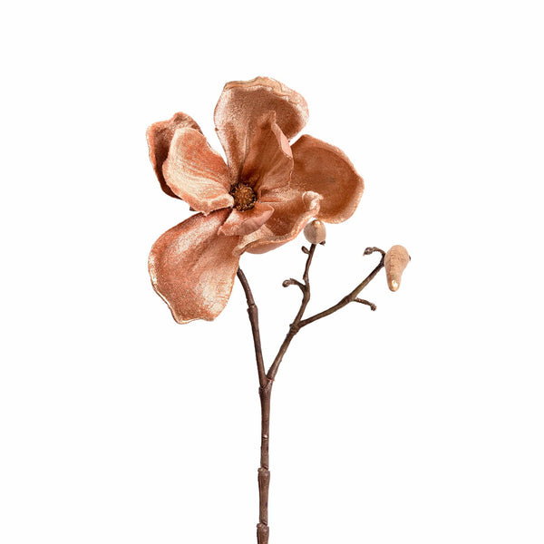 Magnolia - Bloomr