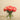 Floral Arrangement-Artificial Ranunculus Arrangement in Glass Vase-Bloomr