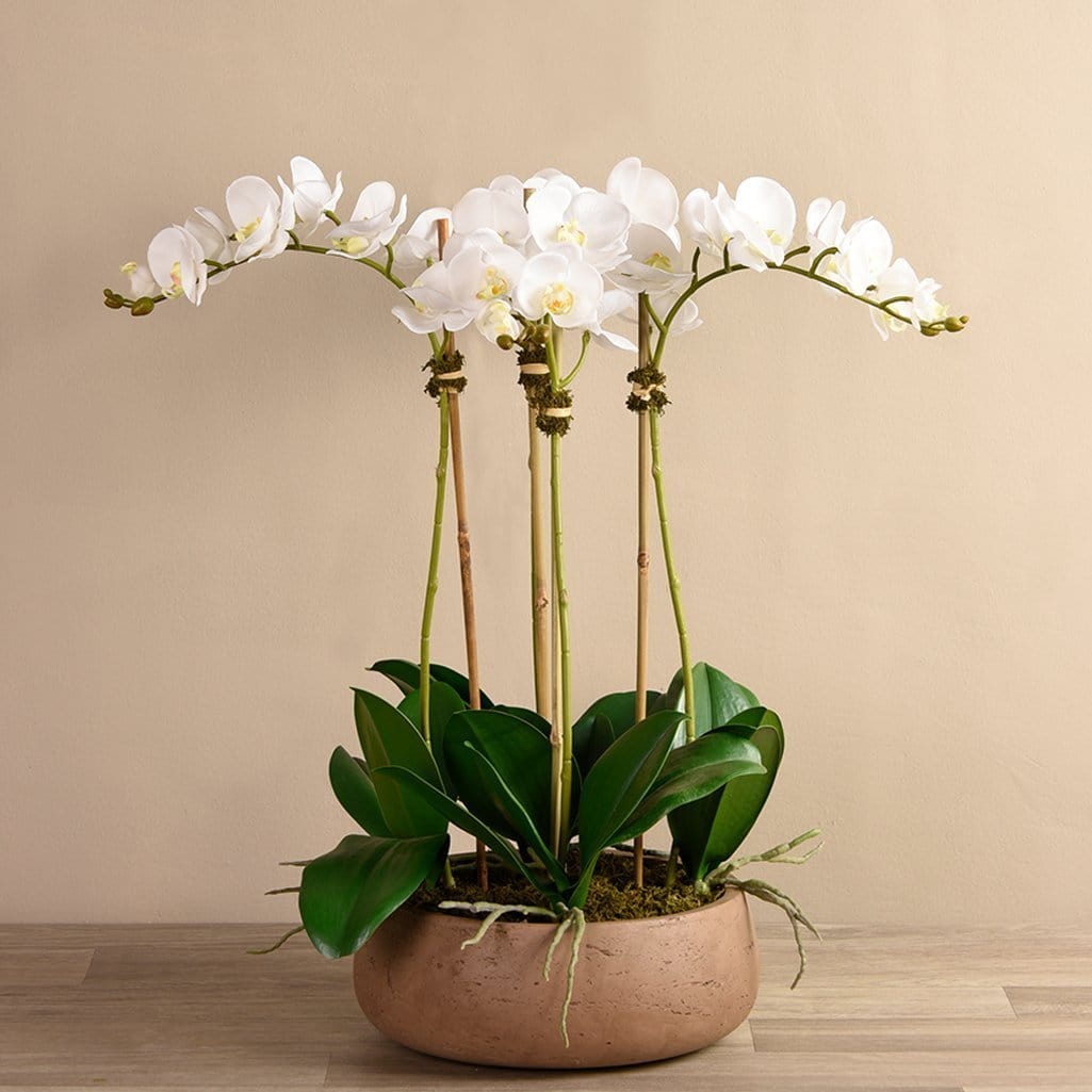 Oasis Orchid Arrangement - Bloomr