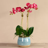 Santa Fe Orchid Arrangement - Bloomr