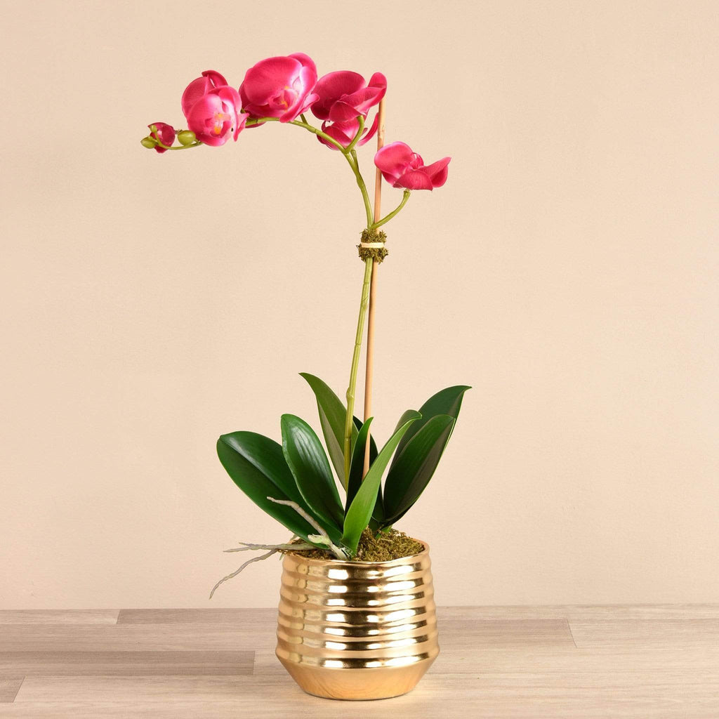 Sphinx Orchid Arrangement - Bloomr