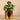 Greenery-Artificial Pancake Plant in Gold Pot-Bloomr