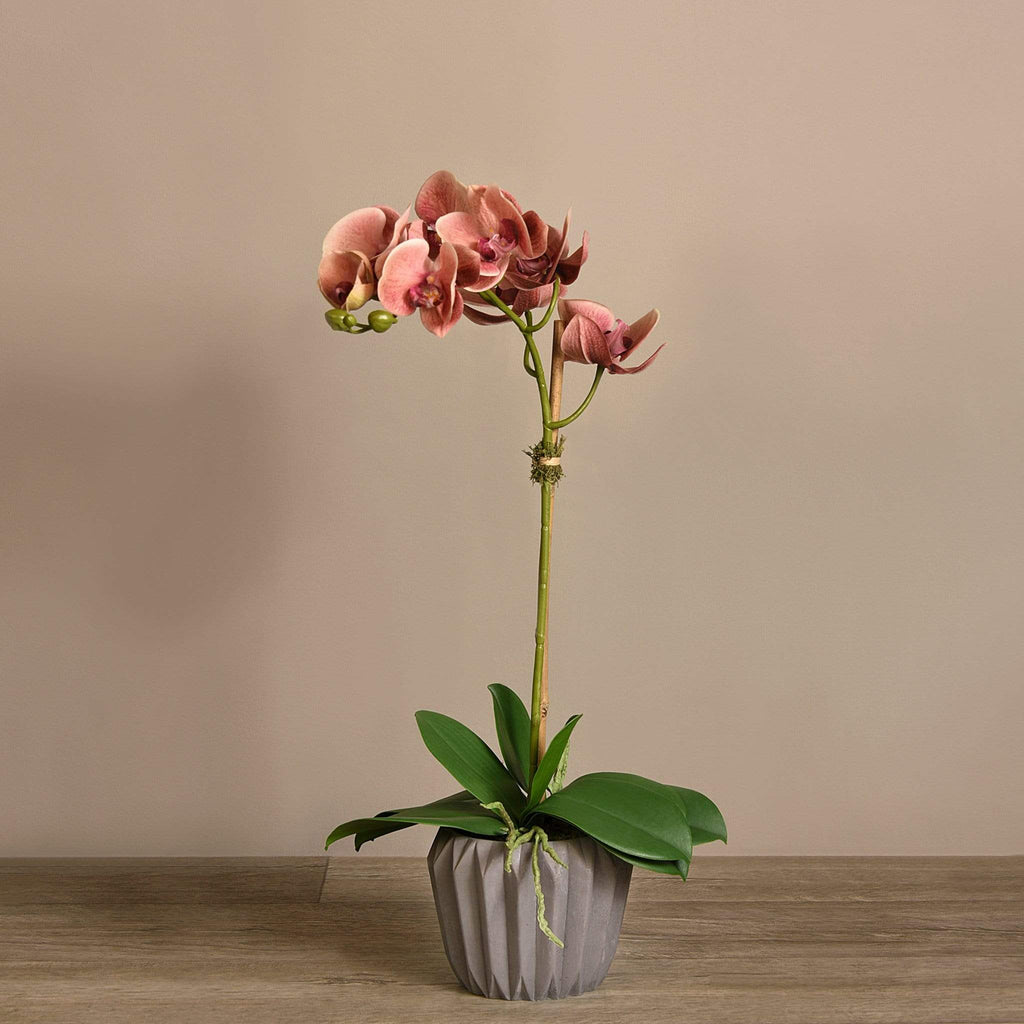 Modern Orchid Arrangement - Bloomr