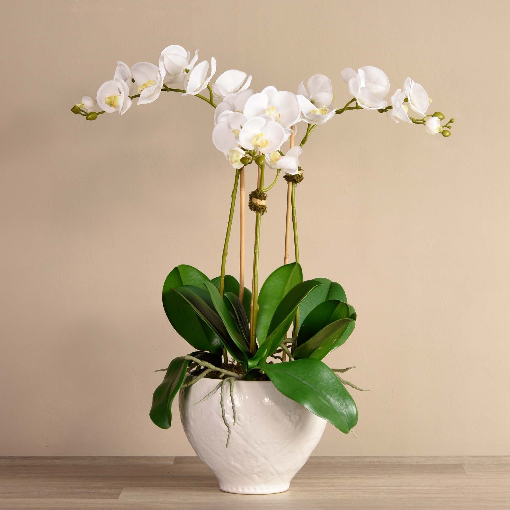 Moroccan Orchid Arrangement - Bloomr