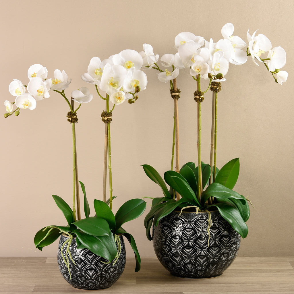 Orchid Arrangement in Ceramic Vase - Bloomr