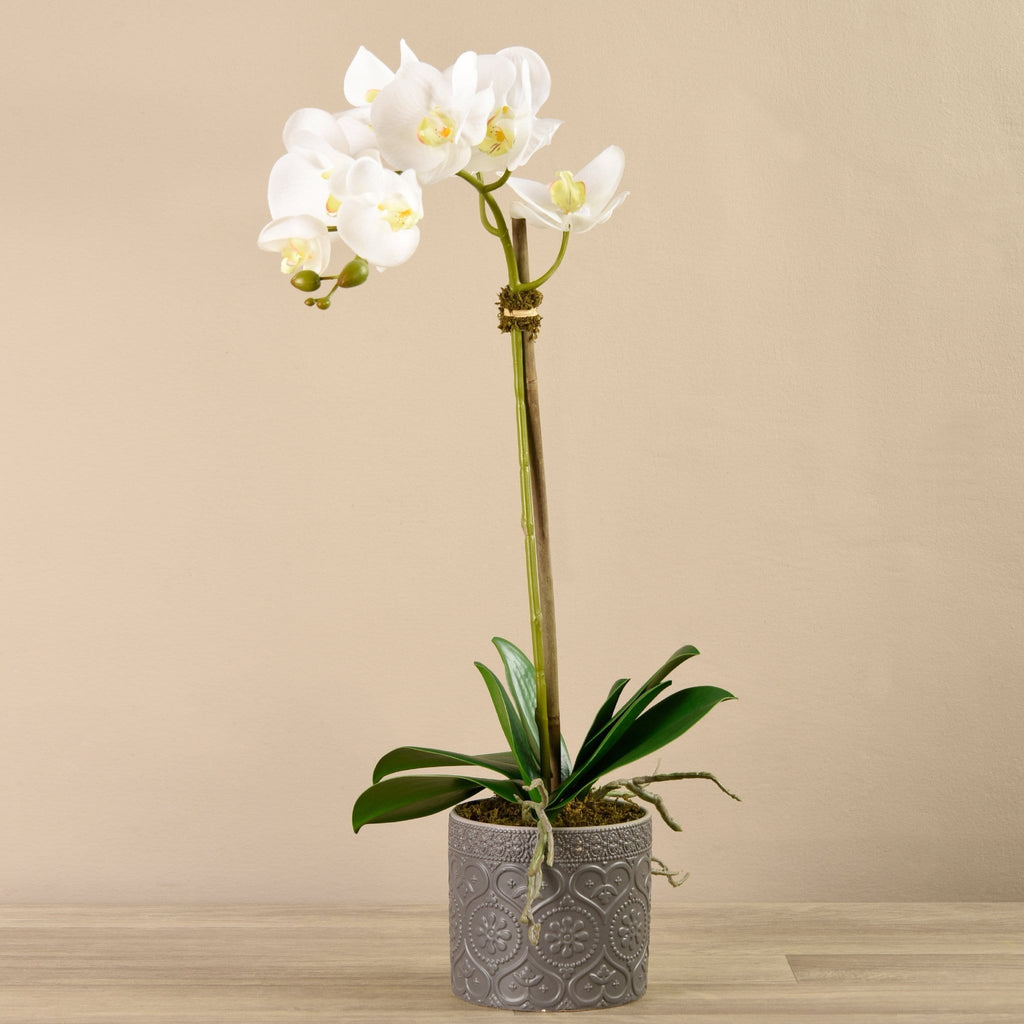 Orchid Arrangement in Ceramic Vase - Bloomr